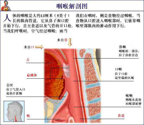 咽喉解剖图