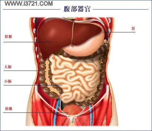 答:肚子疼是一种常见的症状,肚子右边有很多重要的器官,例如肝,胆