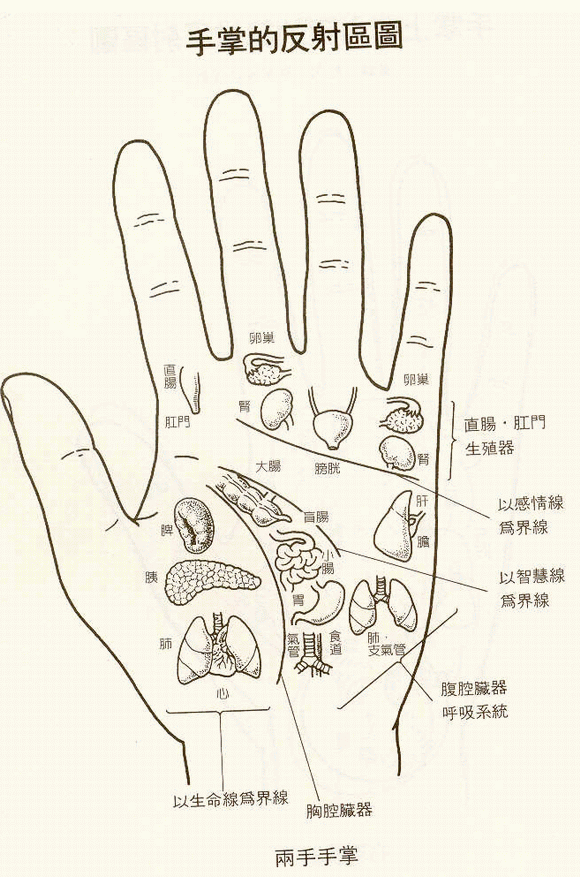 手掌反射区图