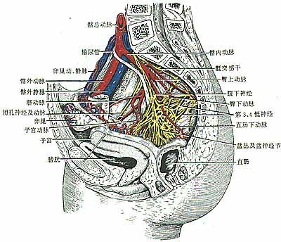 盆部的血管,淋巴及神经 - 盆腔 - 导医网