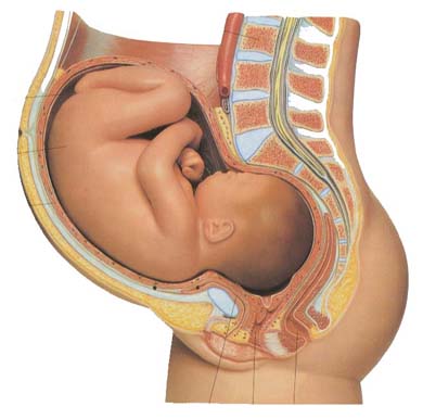 足月胎儿图